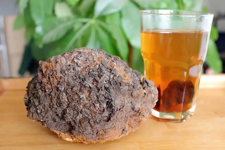 “Ung nhọt” mọc trên cây, ai ngờ quý như vàng, chờ 20 năm mới thu hoạch được