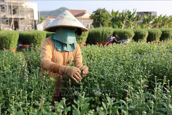 Các nhà vườn tất bật chuẩn bị phục vụ thị trường hoa Tết
