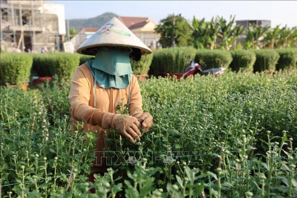 Các nhà vườn tất bật chuẩn bị phục vụ thị trường hoa Tết