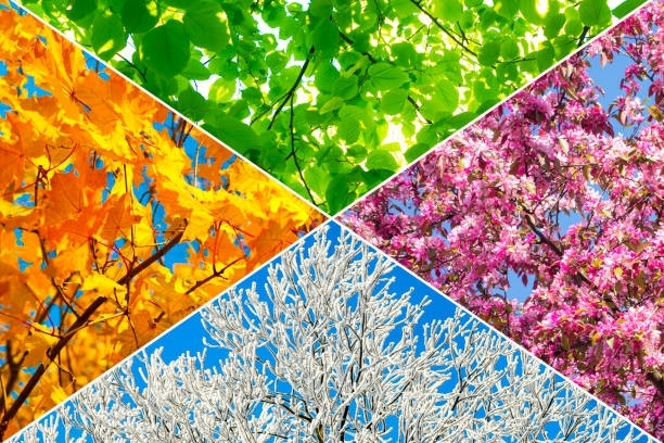 Góc thơ: "Mùa cũ trong anh"